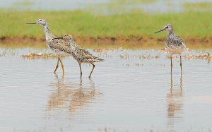 Lesser Yellowlegs and a Stilt Sandpiper