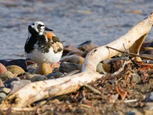 Ruddy turnstone