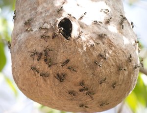 Wasp's Nest