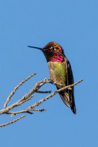 Anna's Hummingbird