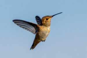 Rufous Hummingbird