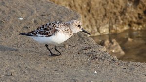 sanderling