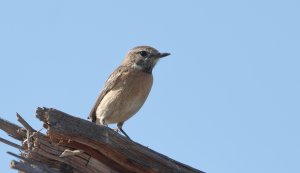 Stonechat