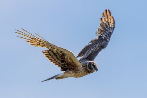 Female Northern Harrier