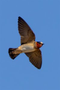 Cliff Swallow