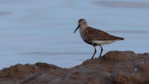 dunlin