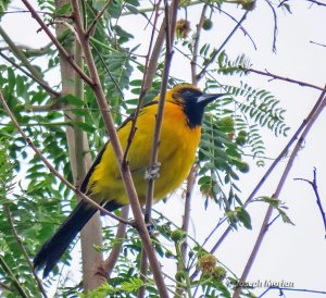 Altamira x Audubon's Oriole (Icterus gularis x graduacauda)