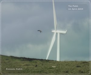 Turbine and Kestrel