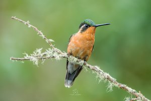 White-throated Mountain Gem (Female)