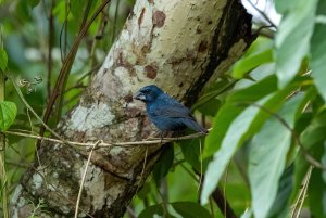 Amazonian Grosbeak