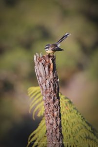 New Zealand Fantail 01.jpg