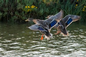 Mallards Landing at Dusk