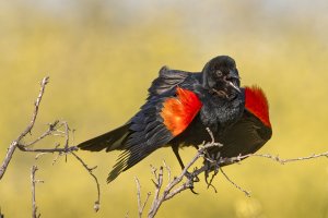 Red Winged Blackbird