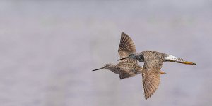 Lesser Yellowlegs, Duo