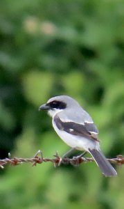 Loggerhead Shrike