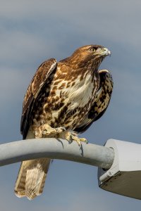 Redtail Hawk