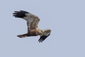 Male Marsh Harrier