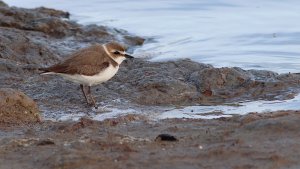 kentish plover