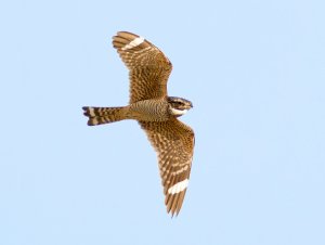 Lesser Nighthawk