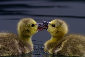 Greylag Goslings