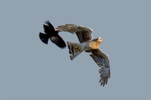 Red Winged Blackbird and Harrier #2