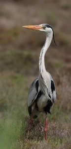 grey heron