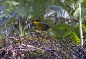 Chestnut-headed Tesia