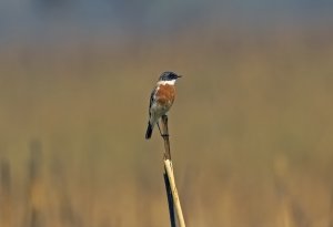 White-throated Bushchat.jpg