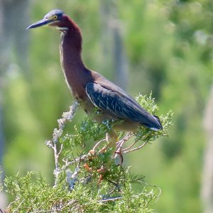 Green Heron