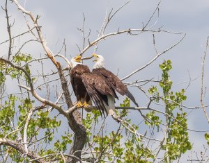 Two arguing eagles