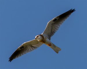 Juvenile White Tailed Kite #2