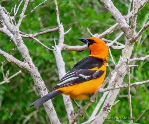 Altamira Oriole