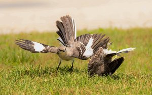 Northern Mockingbirds Fighting