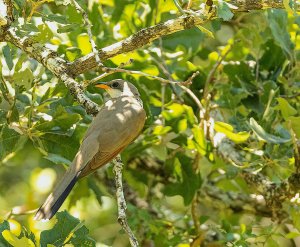 Yellow-billed Cuckoo