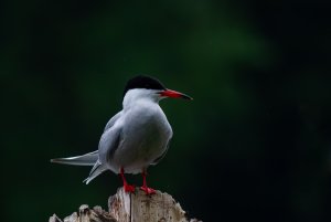 Common Tern