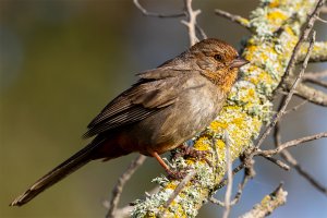 California Towhee