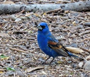 Blue Grosbeak