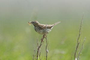 Meadow Pipit looking for grub