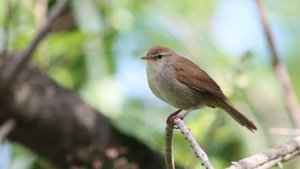 cetti's warbler