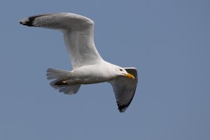 Caspian Gull