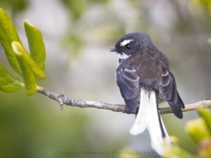 New Zealand Fantail 02.jpg