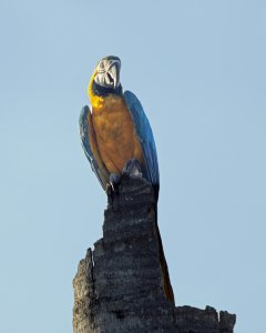 Blue-and-yellow Macaw