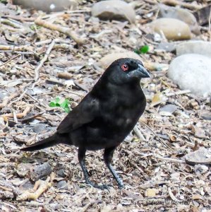 Bronzed Cowbird