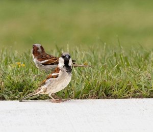 House Sparrows, Males