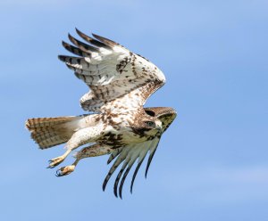 Eastern Red-tailed Hawk, 1st Yr Bird