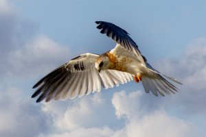 Juvenile White Tailed Kite