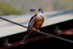 Ringed Kingfisher ( Immature Male)