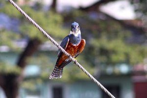 Ringed Kingfisher (female)