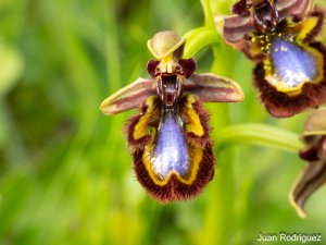 Mirror orchid