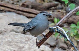 Gray Catbird